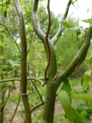 Salix matsudana 'Tortuosa'. Sinuous branches.
 Image: M. Gabarret © TreesforBeesNZ All rights reserved.